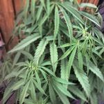 Square_plantas_de_marihuana_en_la_terraza_foto