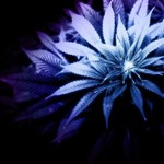 Square_bluemota