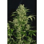 Square_mendocino
