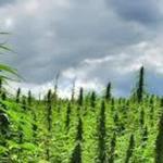Square_cannabio
