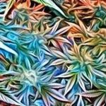 Square_71c23e1dee5287dacf91d016425e1ba0