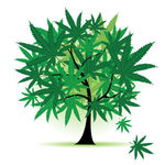 Square_cantree