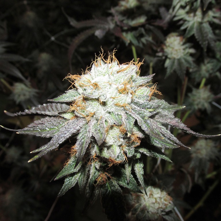 Mmj deals boulder