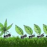 loadedbaked loadedbaked