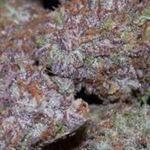 skunkymonkey420 skunkymonkey420