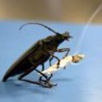 ROACH-OH ROACH-OH