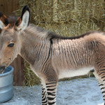 RenegadeZonkey RenegadeZonkey