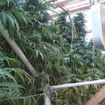 weedstorehopper weedstorehopper