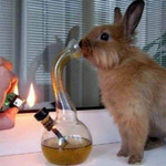 GanjaBunny GanjaBunny