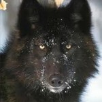 Waywardwolf Waywardwolf