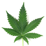 TheCannabisCouple TheCannabisCouple