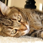 MyCatIsCool MyCatIsCool